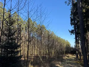 Prodej lesa, Sedlečko u Soběslavě, 6708 m2