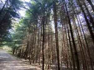 Prodej lesa, Lánov - Horní Lánov, 12297 m2