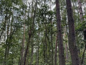 Prodej podílu lesa, Břehy, 2081 m2