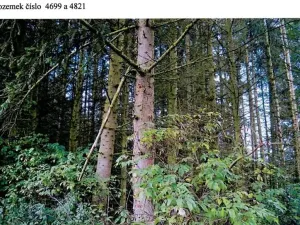 Prodej lesa, Dolní Cerekev, 11509 m2