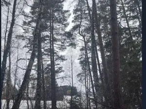 Prodej lesa, Kojčice, 1102 m2