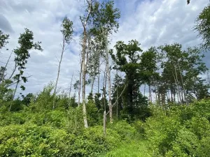 Prodej lesa, Blížejov, 12274 m2