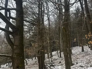 Prodej lesa, Vlčková, 3331 m2