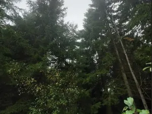 Prodej lesa, Otín, 213 m2