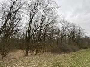 Prodej lesa, Silůvky, 174 m2