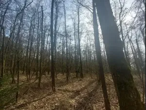 Prodej lesa, Dolní Hořice, 4311 m2