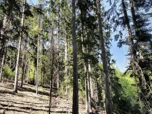 Prodej lesa, Nemile, 3224 m2