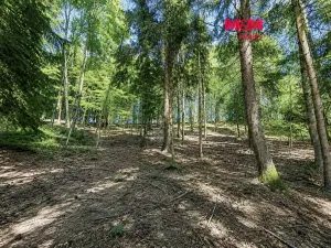 Prodej lesa, Jestřebí, 6855 m2