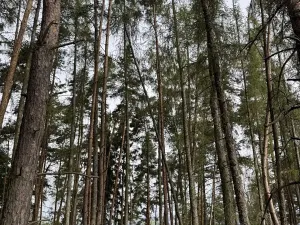 Prodej lesa, Kladruby nad Labem, 11916 m2