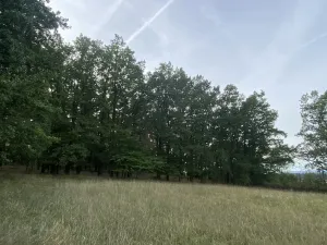 Prodej lesa, Ostřetín - Vysoká u Holic, 11957 m2