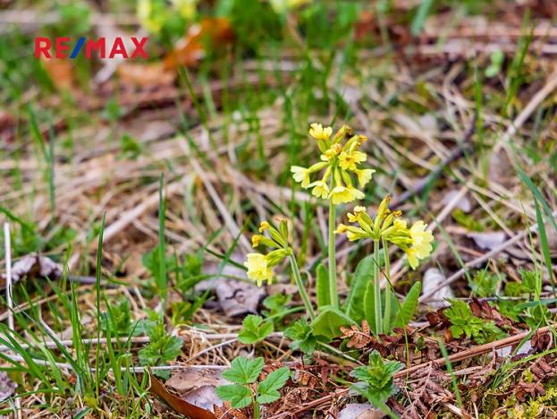 Prodej pozemku pro bydlení, Polevsko, 953 m2