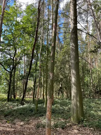 Prodej lesa, Hlohovčice, 2423 m2