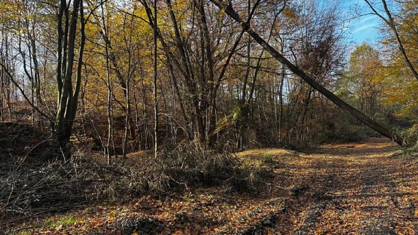 Prodej lesa, Ostrava, 19016 m2