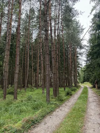 Prodej lesa, Křenovice, 6891 m2