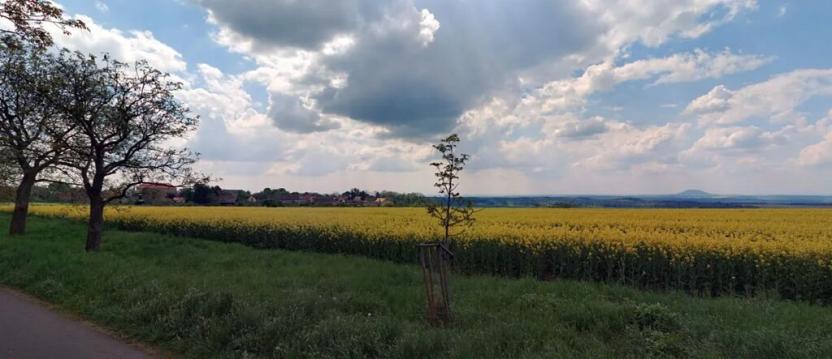 Prodej pole, Štětí, 6006 m2