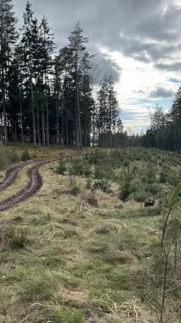 Prodej lesa, Pecka, 35108 m2