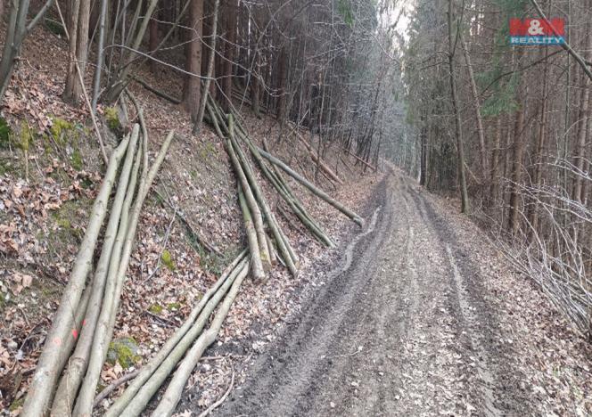 Prodej lesa, Vsetín - Rokytnice, 4785 m2