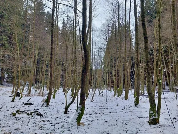 Prodej podílu lesa, Salačova Lhota, 42860 m2