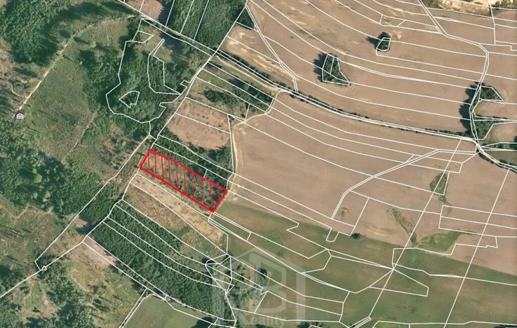 Prodej lesa, Studená, 7419 m2