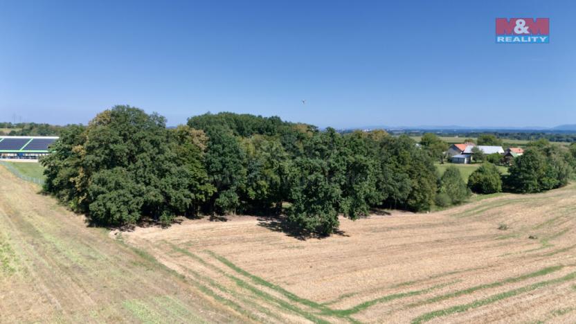 Prodej lesa, Olbramice, 10089 m2