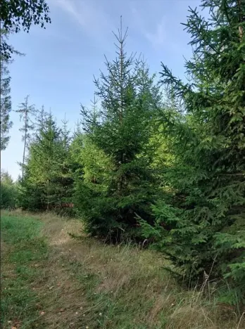 Prodej lesa, Želiv, 8823 m2