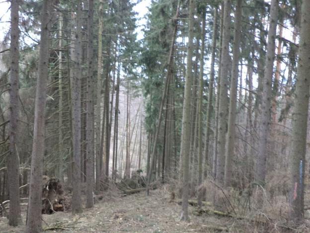 Prodej lesa, Ludkovice, 5834 m2