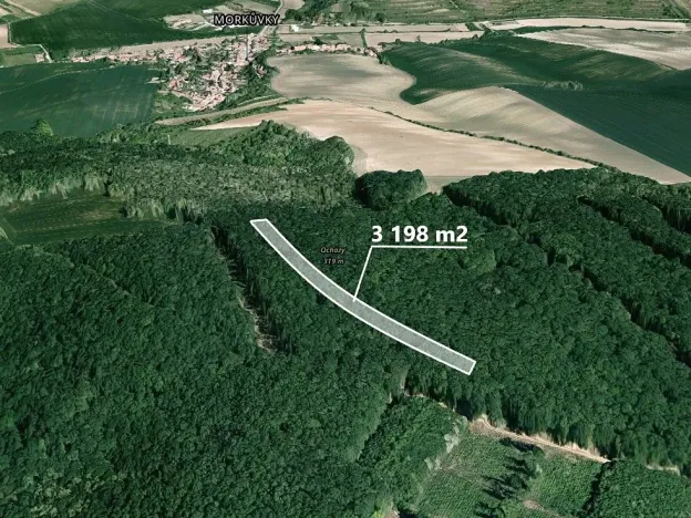 Prodej lesa, Brumovice, 3198 m2
