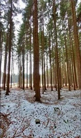Prodej lesa, Počátky, 546 m2