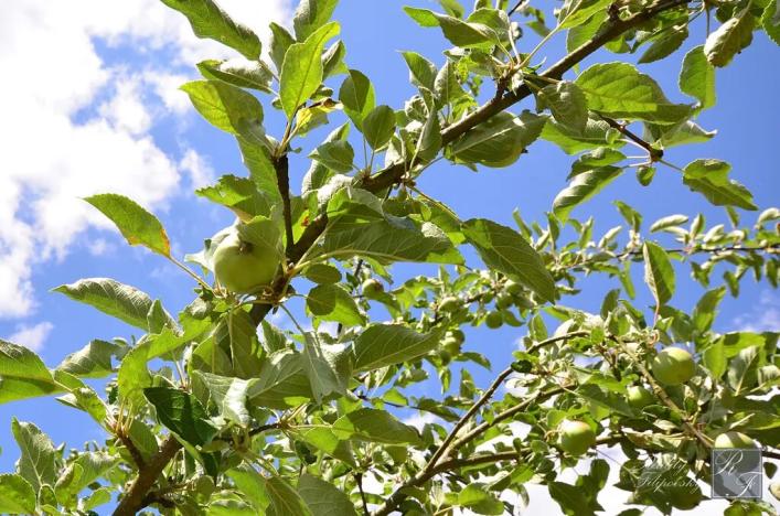 Prodej pozemku pro bydlení, Kraslice, Pod lesem, 630 m2