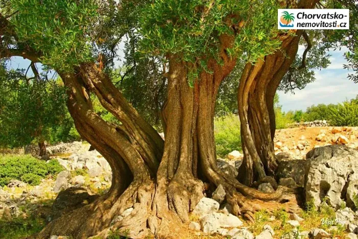 Prodej bytu 2+kk, Lun, Chorvatsko, 60 m2