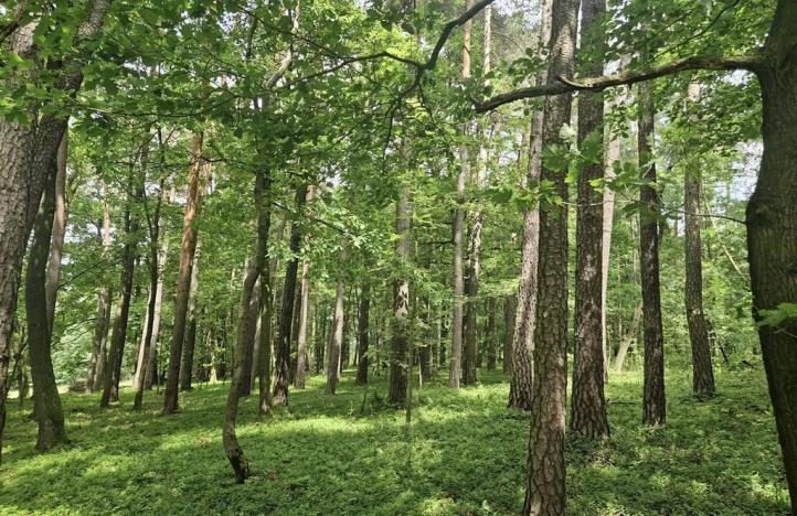 Prodej lesa, Paceřice, 4924 m2