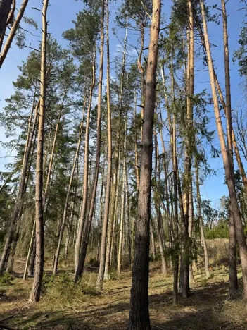 Prodej lesa, Louňovice pod Blaníkem, 4236 m2