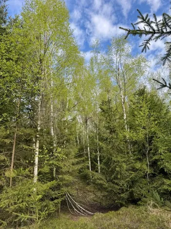 Prodej podílu lesa, Předín, 3446 m2