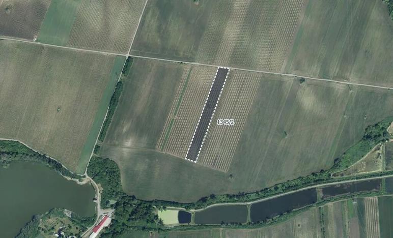 Prodej sadu/vinice, Sedlec, 10059 m2