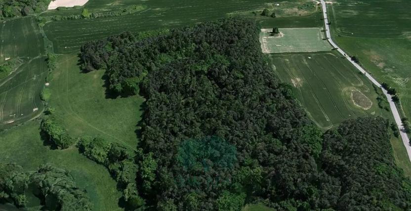 Prodej lesa, Chrášťany, 9048 m2