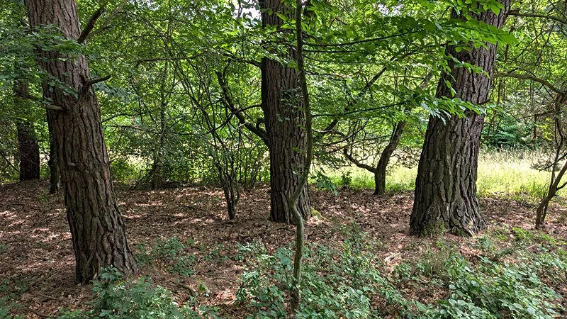 Prodej pozemku, Vizovice, 32591 m2