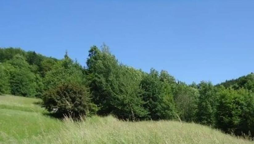 Prodej louky, Krucemburk, 9000 m2