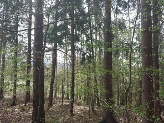 Prodej lesa, Horní Lideč, 795 m2