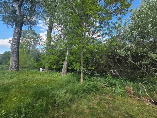 Prodej lesa, Cvrčovice, 4746 m2