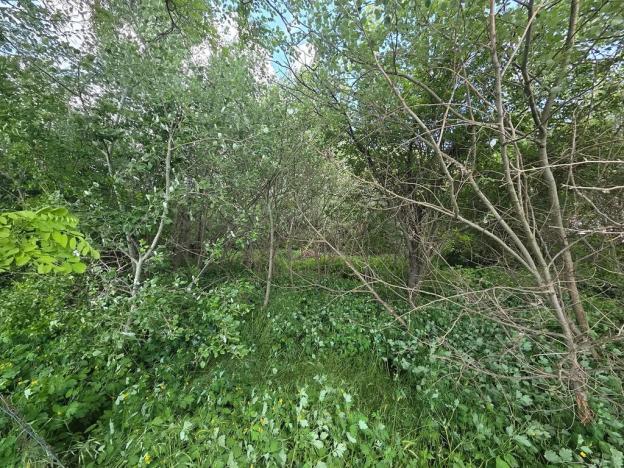 Prodej lesa, Cvrčovice, 4746 m2