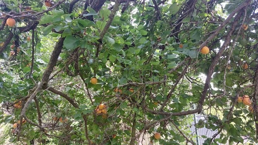 Prodej bytu 2+kk, Brno, Slovinská, 64 m2