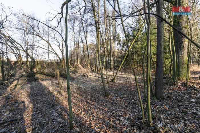 Prodej lesa, Horšovský Týn, 685 m2