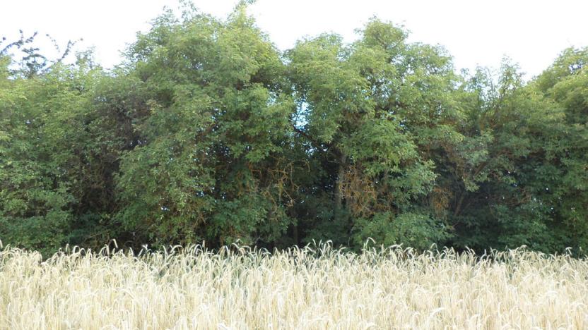 Prodej pozemku, Tachov, 27085 m2