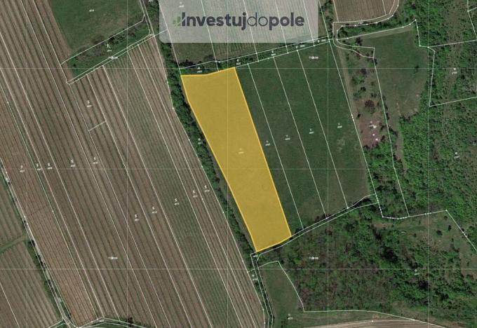 Prodej louky, Horní Věstonice, 8391 m2