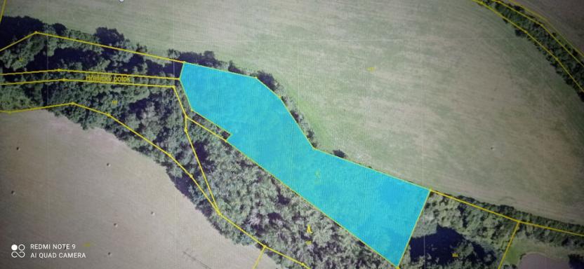 Prodej lesa, Milý, 7670 m2