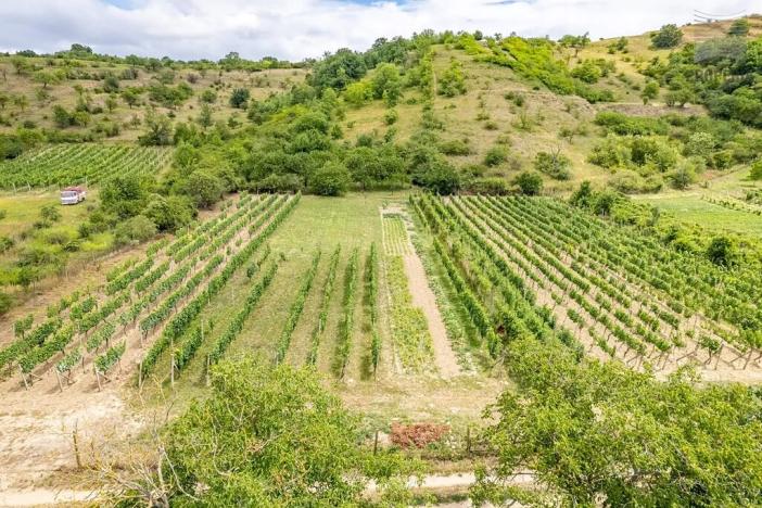 Prodej sadu/vinice, Pouzdřany, 1120 m2