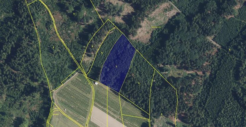 Prodej lesa, Hořice, 11250 m2
