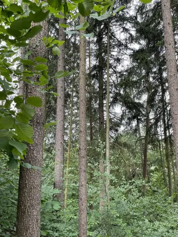 Prodej pozemku, Bohdíkov, 14508 m2