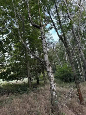 Prodej pozemku, Úštěk, 3584 m2