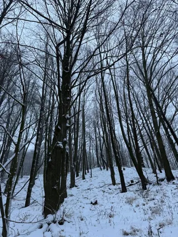 Prodej lesa, Starý Jičín, 11214 m2